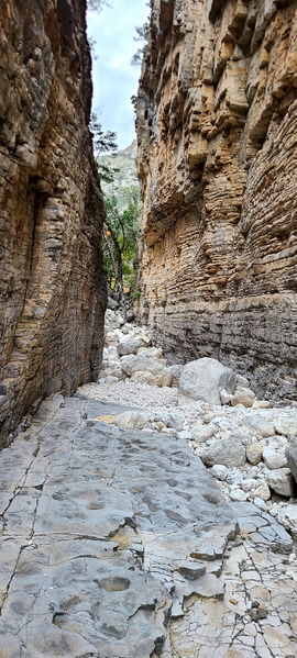 File:Pine Springs (Devil's Hall) pic13.jpg