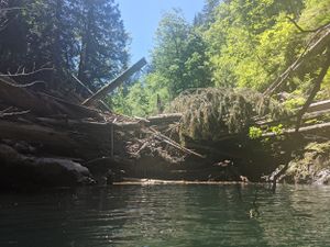 Fools Canyon (Olympic Peninsula) dam.jpg