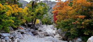 Pine Springs (Devil's Hall) pic4.jpg