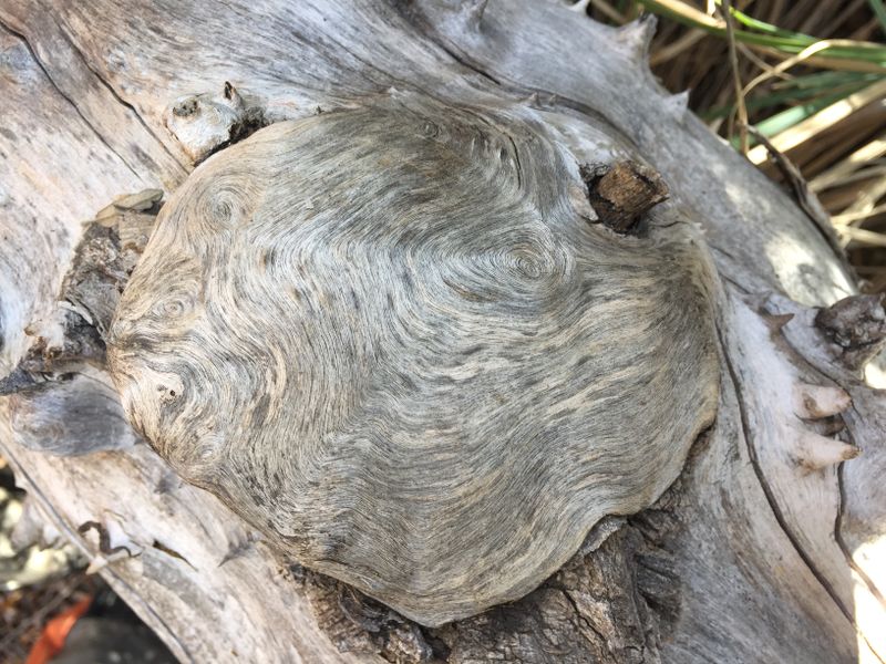 File:Laurel Springs Canyon img7971.jpg