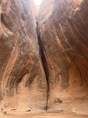 Bird Shit Alley Banner.jpg