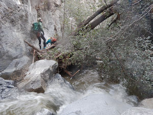 Giant tree fall.jpg