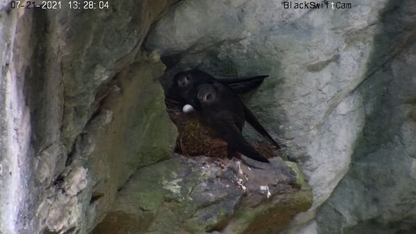 Adult male and female Black Swift and egg at their nest at Box Canyon Falls, Ouray, Colorado