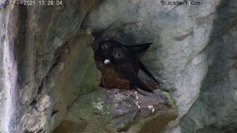 File:Adults and Egg 7-21-2021.jpg