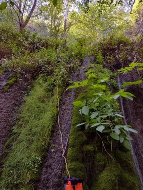 Snakeroot Ditch Banner.jpg