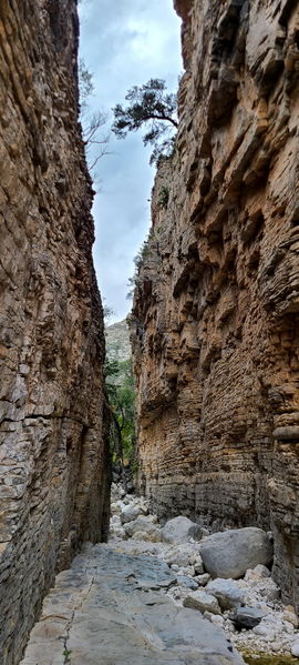File:Pine Springs (Devil's Hall) pic14.jpg