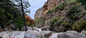 Pine Springs (Devil's Hall) pic11.jpg