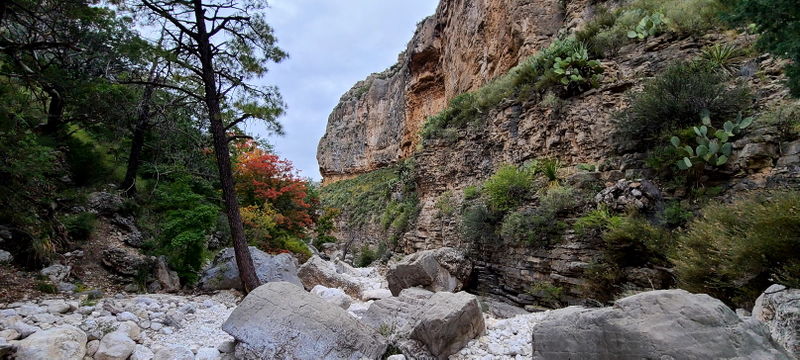 File:Pine Springs (Devil's Hall) pic11.jpg