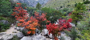 Pine Springs (Devil's Hall) pic3.jpg