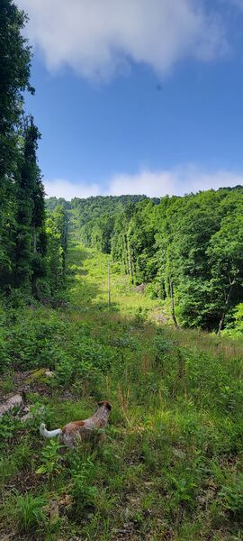 File:PowerLineHill.jpg