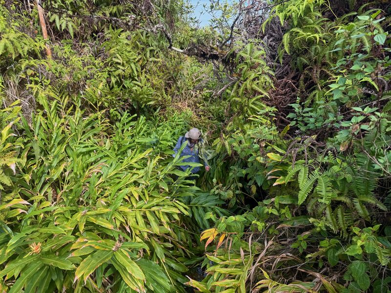 File:Emerald Canyon creekbrush.jpg