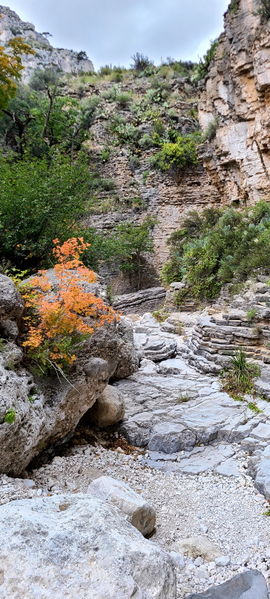 File:Pine Springs (Devil's Hall) pic12.jpg