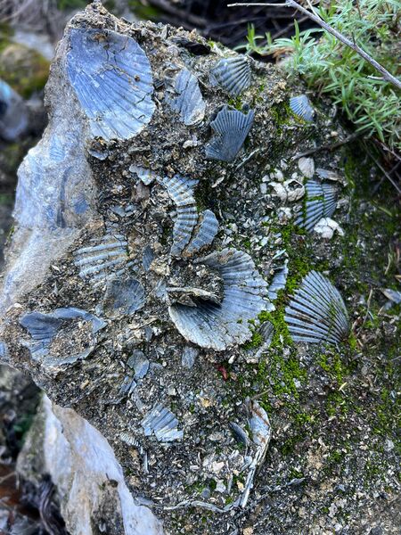 File:Eocene Canyon pic2.jpg