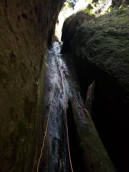 File:Not Again Canyon tree.jpg