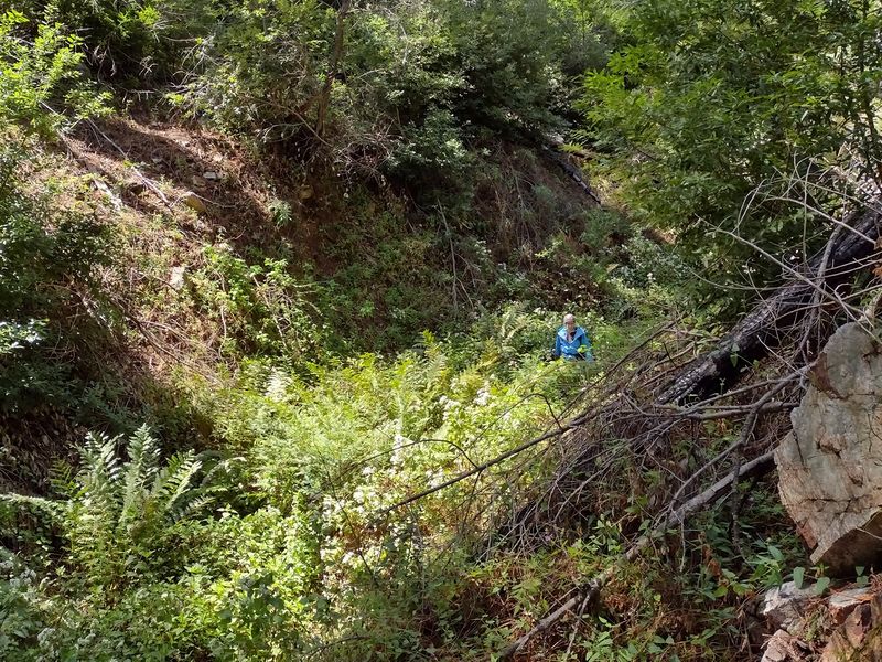 File:Snakeroot Ditch pic2.jpg