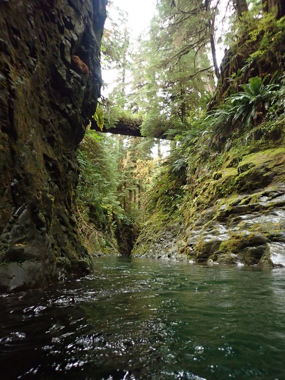 Big Creek (Olympic Peninsula) Banner.jpg