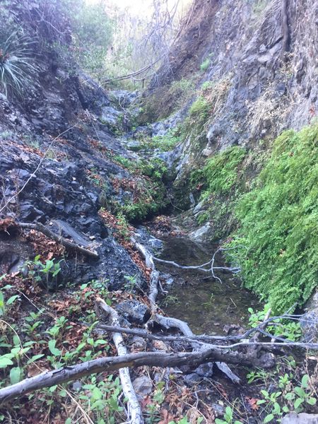 File:Laurel Springs Canyon img8002.jpg