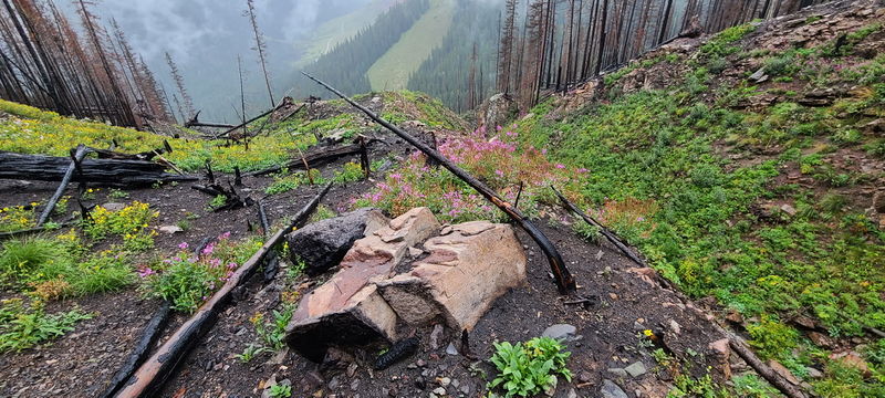 File:Clear Creek (San Juan Mountains) pic25.jpg