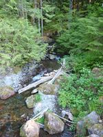 Snag Creek-20210518161317 pic.jpg