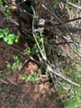 Thumbnail for version as of 03:40, 26 May 2024