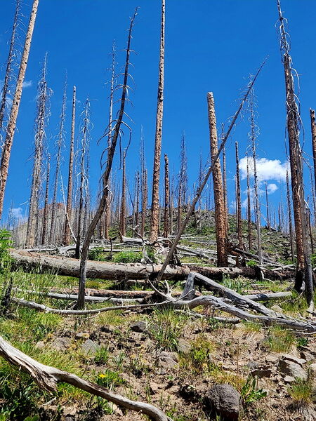 File:Tuff Tributary (San Juans) pic03.jpg