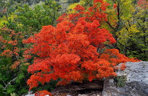 Pine Springs (Devil's Hall) pic6.jpg