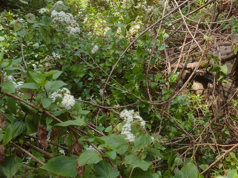 File:Snakeroot Ditch pic1.jpg